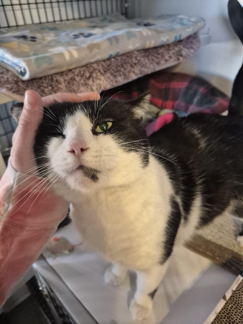 Enlarge Oreo, a Adoptable Tuxedo in Jeffersonville, IN image 4/5