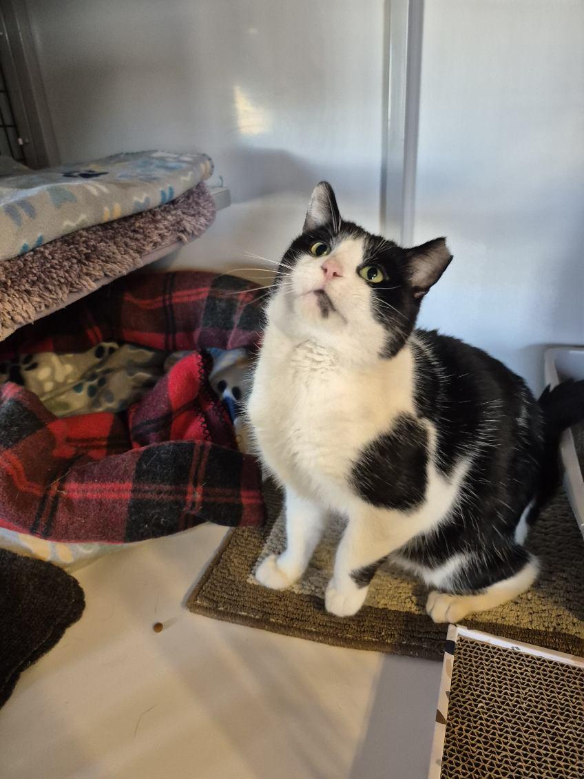 Enlarge Oreo, a Adoptable Tuxedo in Jeffersonville, IN image 2/5