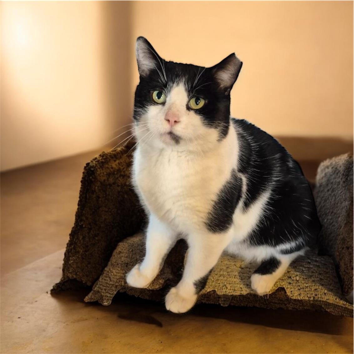 Oreo, Adoptable, Adult Male Tuxedo.