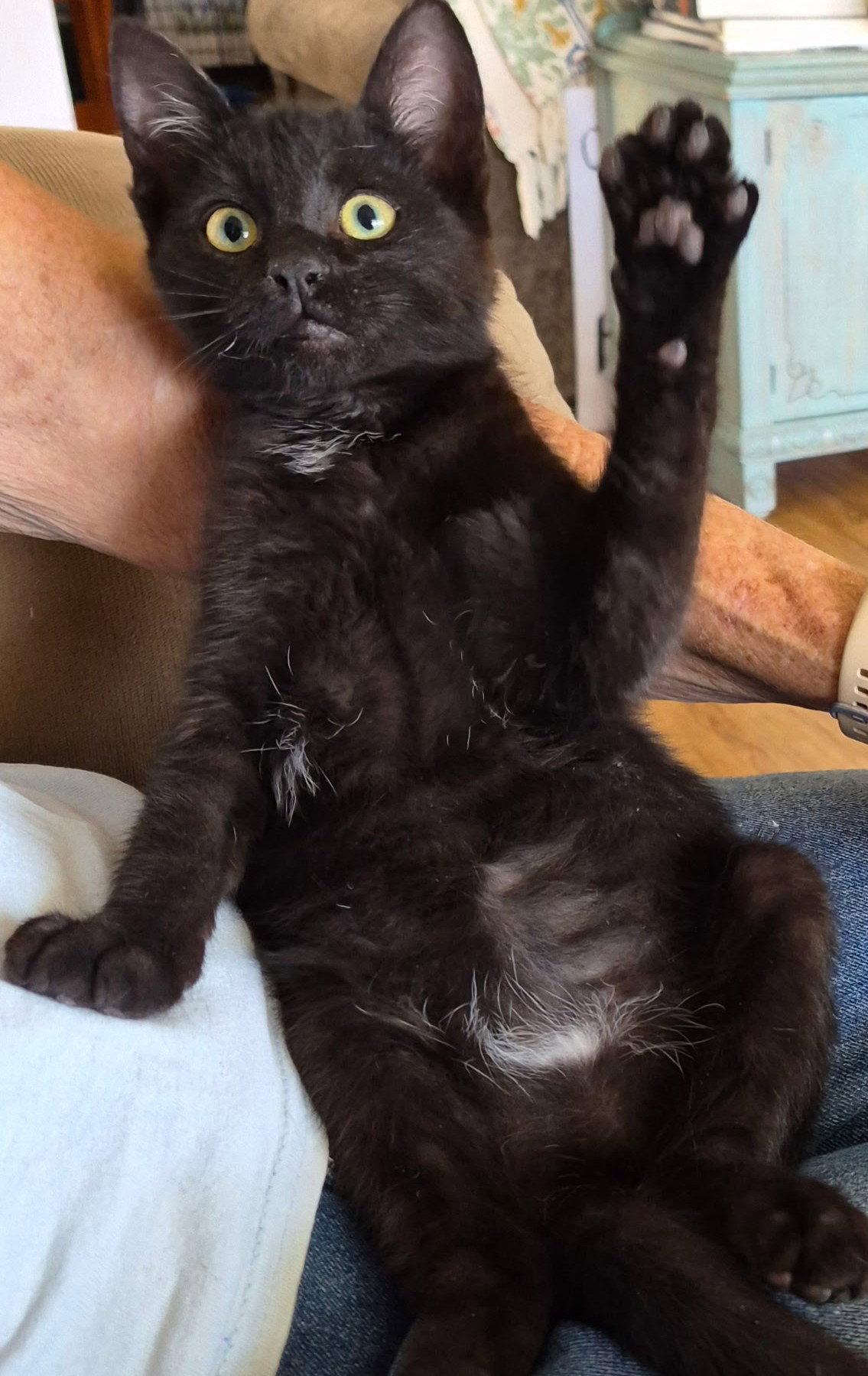 Enlarge Oakland, a Adoptable mixed breed in San Luis Obispo, CA image 2/2