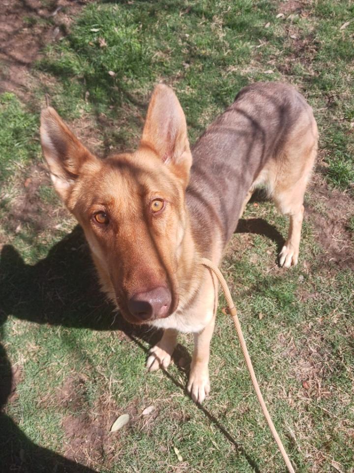 Canela ( cat friendly dog friendly kid friendly ), adopted, Young Female German Shepherd Dog.