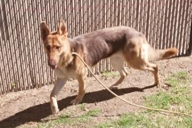 Canela ( cat friendly dog friendly kid friendly ), an adopted German Shepherd Dog in GoodRich, MI image 5/5