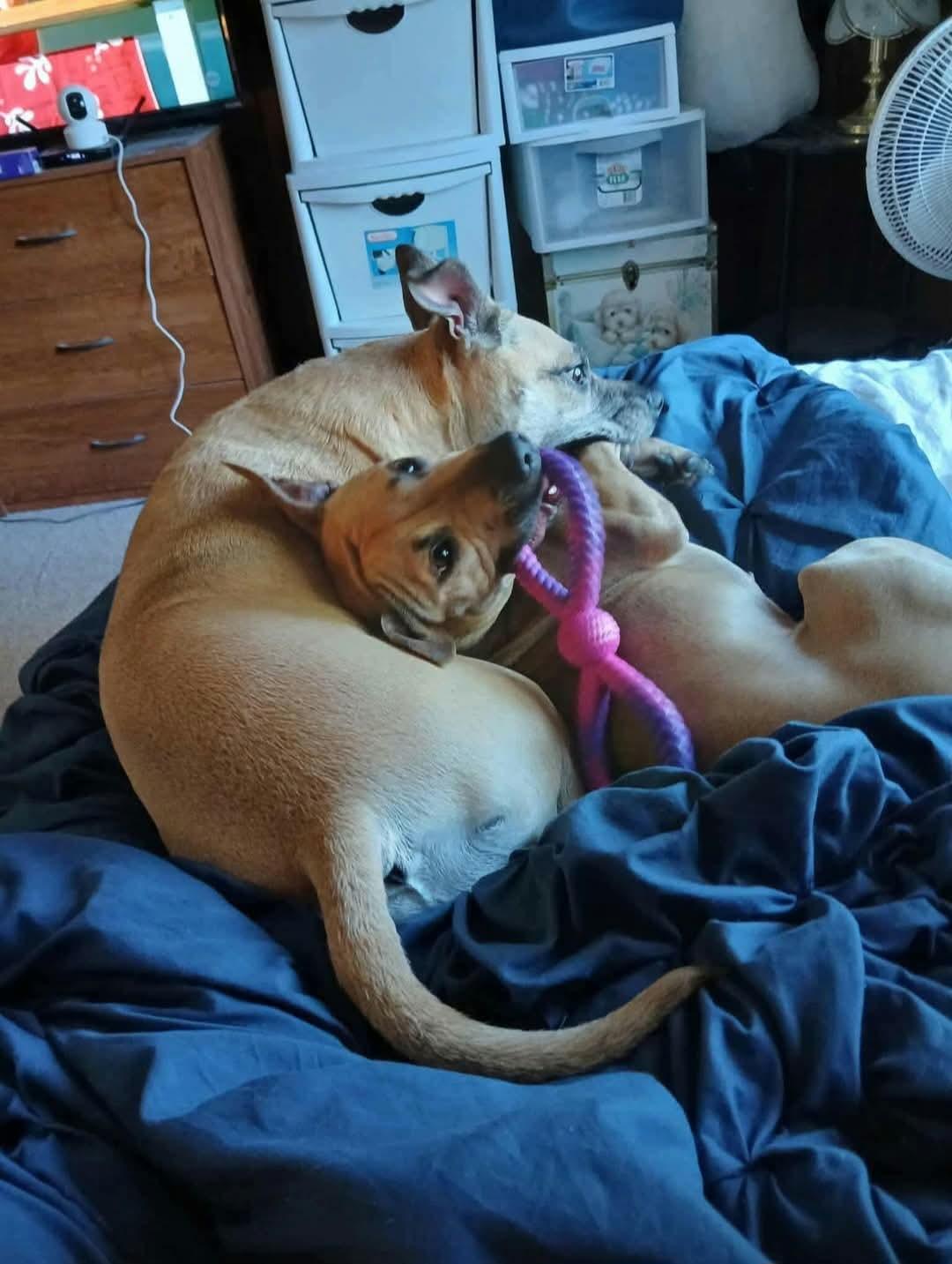 Enlarge Stella urgent, a ADOPTABLE mixed breed in Warminster, PA image 5/5