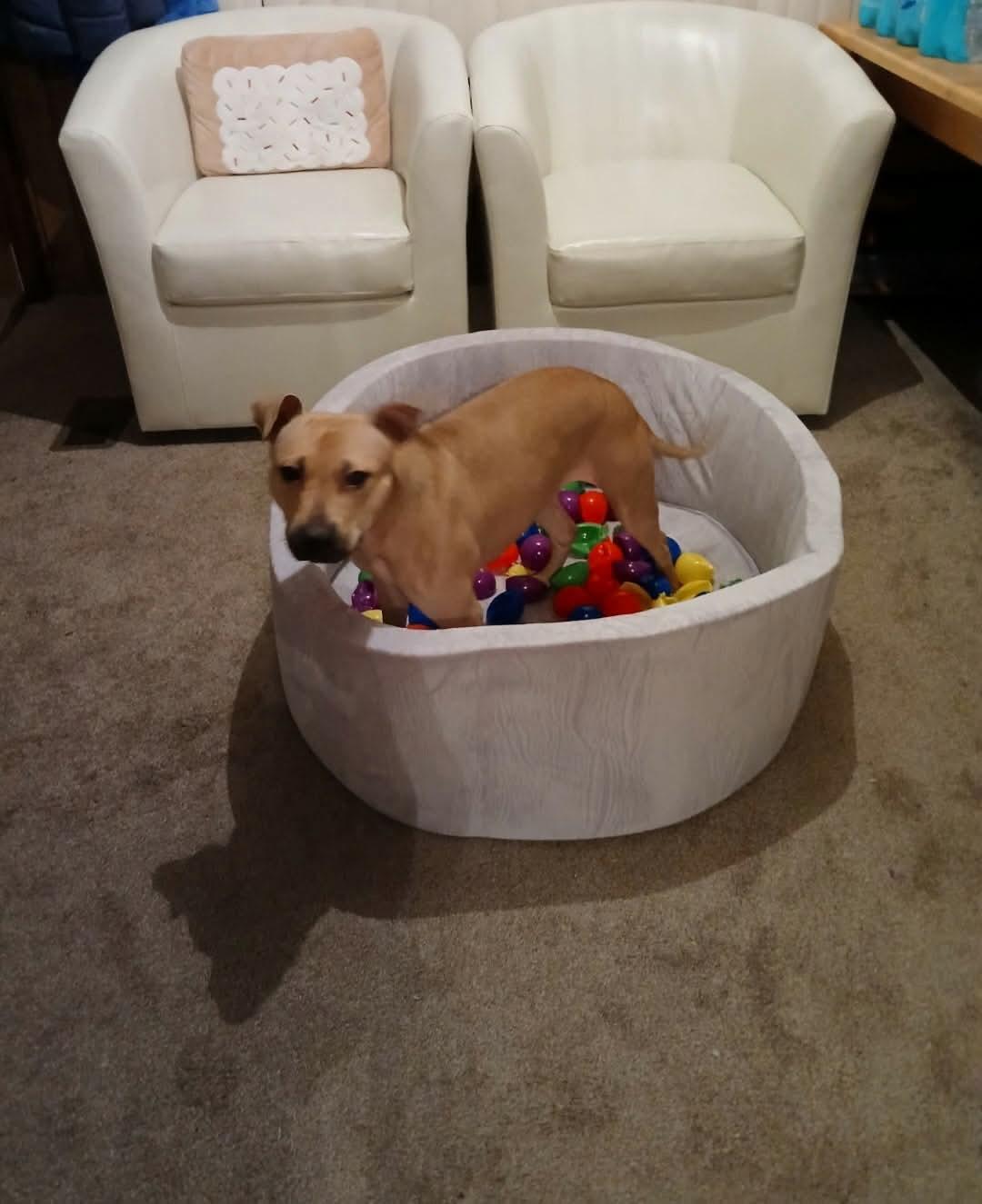 Enlarge Stella, a ADOPTABLE mixed breed in Warminster, PA image 5/5