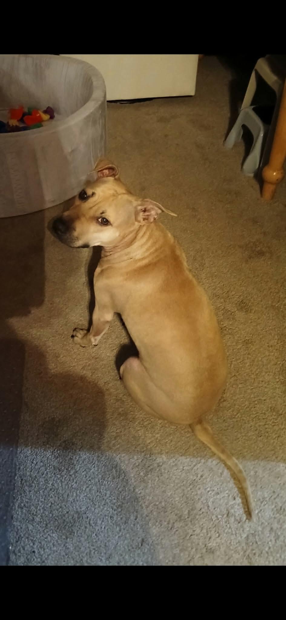 Enlarge Stella, a ADOPTABLE mixed breed in Warminster, PA image 1/5