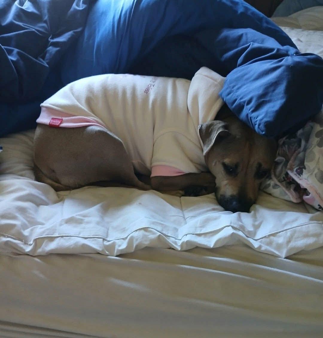 Stella urgent, ADOPTABLE, Adult Female Pit Bull Terrier.