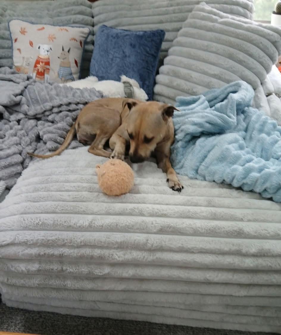 Enlarge Stella, a ADOPTABLE mixed breed in Warminster, PA image 3/5