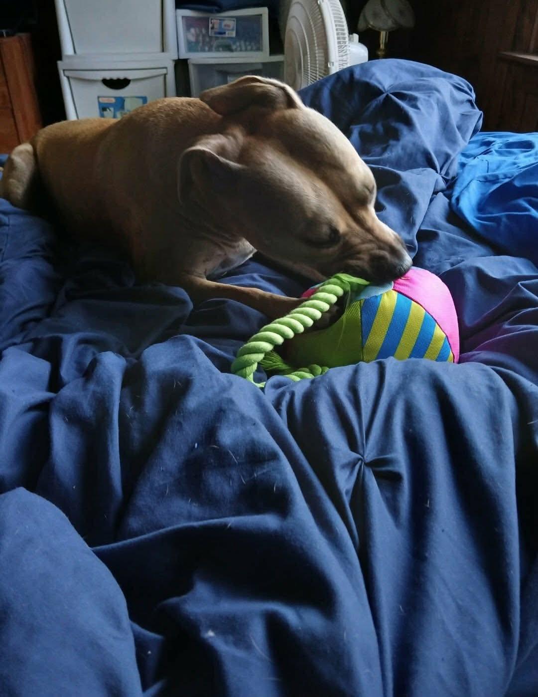 Enlarge Stella urgent, a ADOPTABLE mixed breed in Warminster, PA image 4/5