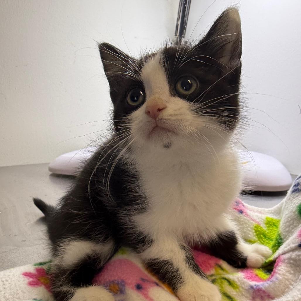 Enlarge Caddy, a Adoptable Domestic Short Hair in Arden, NC image 1/5