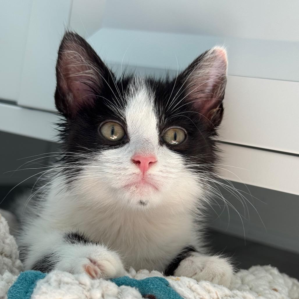 Enlarge Caddy, a Adoptable Domestic Short Hair in Arden, NC image 2/5