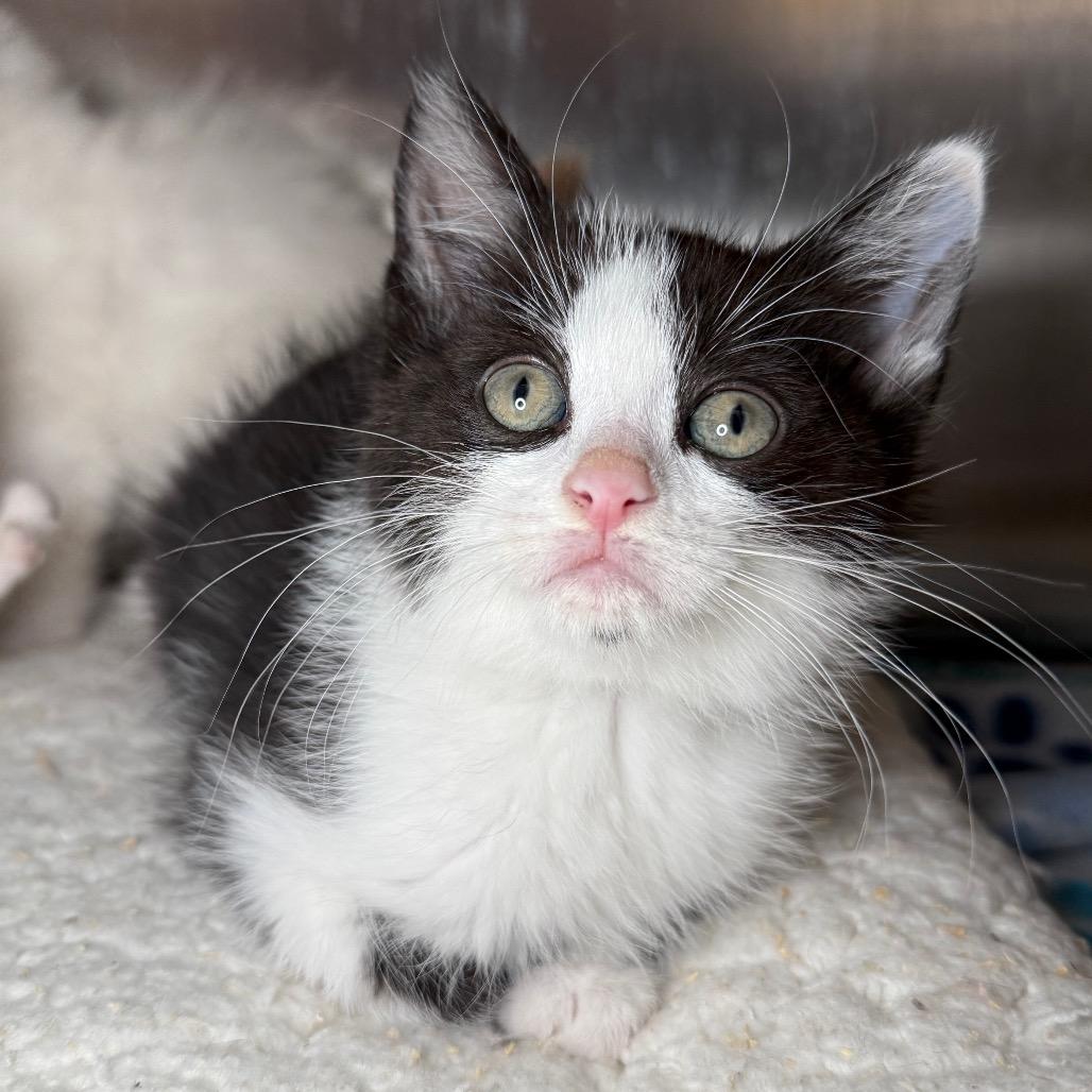 Enlarge Caddy, a Adoptable Domestic Short Hair in Arden, NC image 4/5