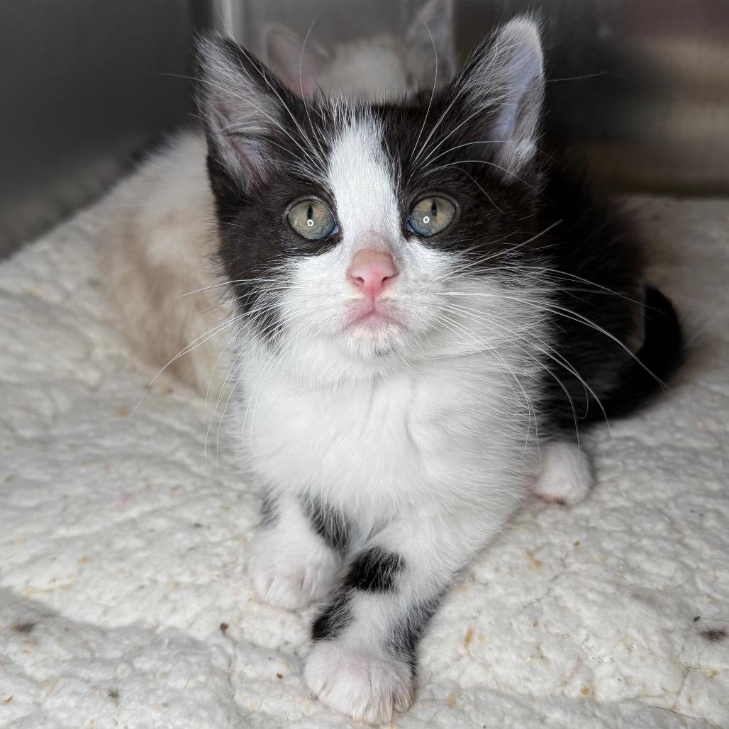 Enlarge Caddy, a Adoptable Domestic Short Hair in Arden, NC image 5/5