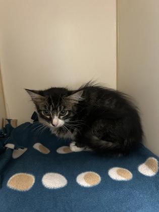 Ripley, Adoptable, Kitten Male Domestic Short Hair & Domestic Short Hair.