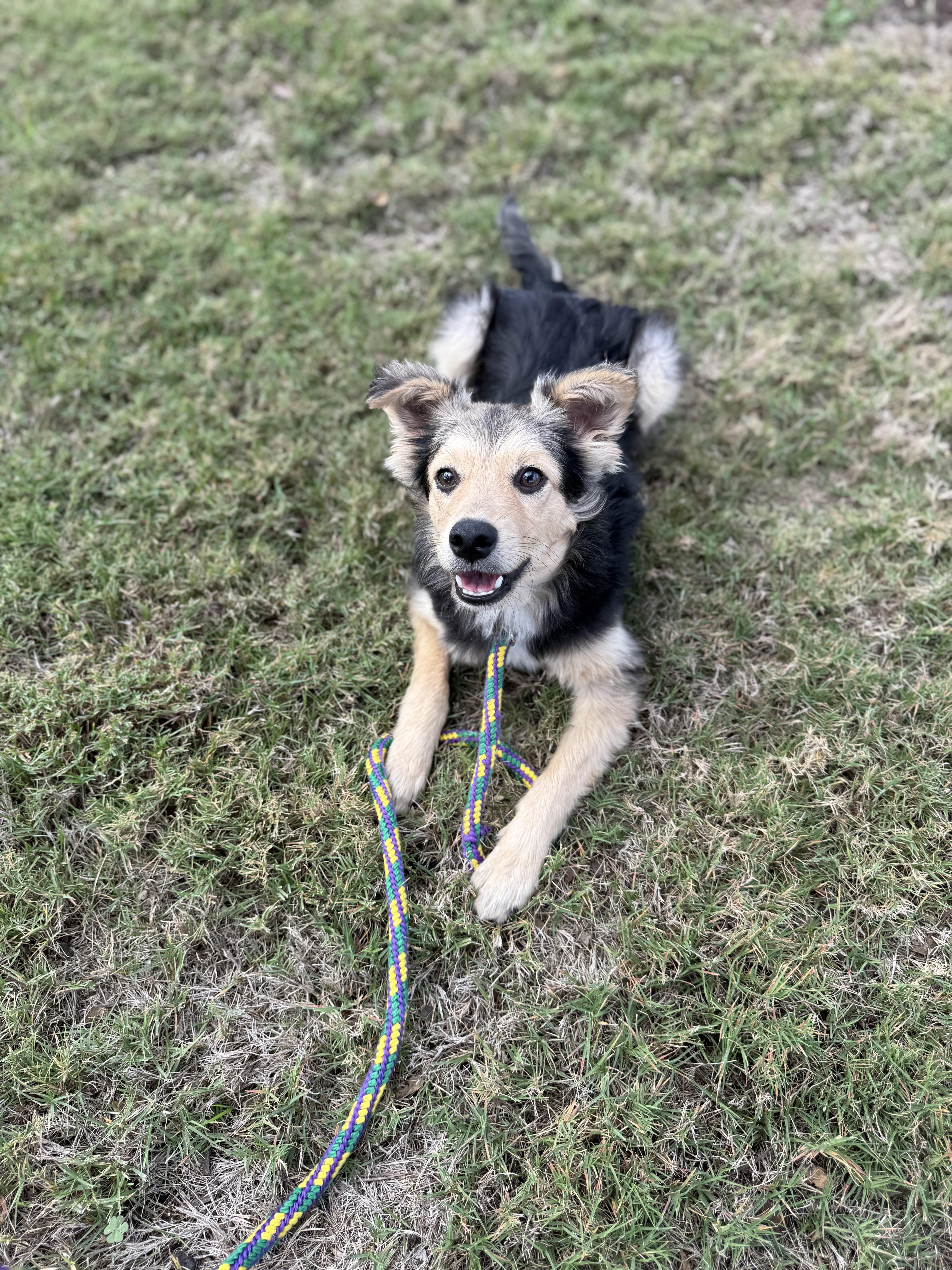 Enlarge Pepito, a ADOPTABLE mixed breed in San Antonio, TX image 2/3