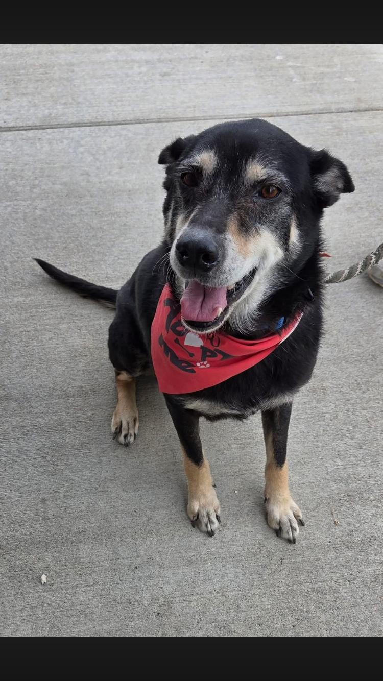 Hero, adopted, Senior Male Shepherd.