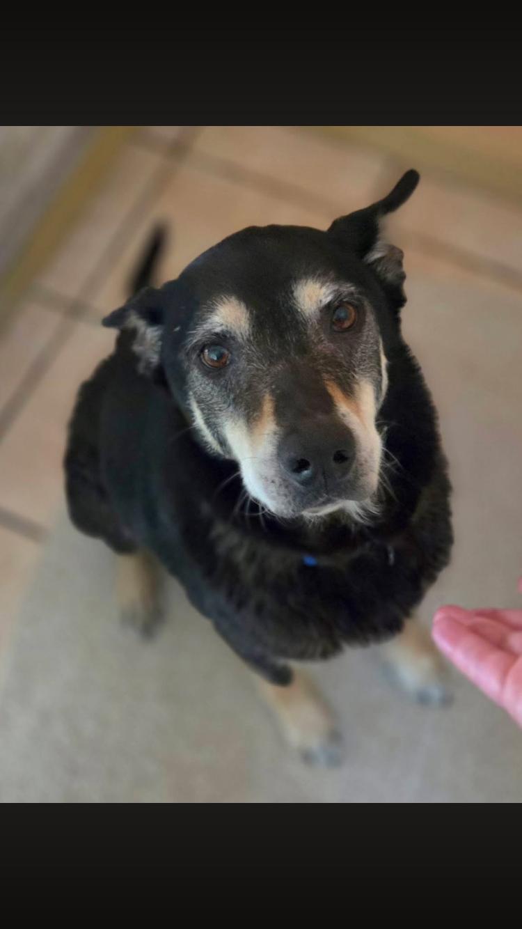 Enlarge Hero, an adopted mixed breed in Arvada, CO image 2/6