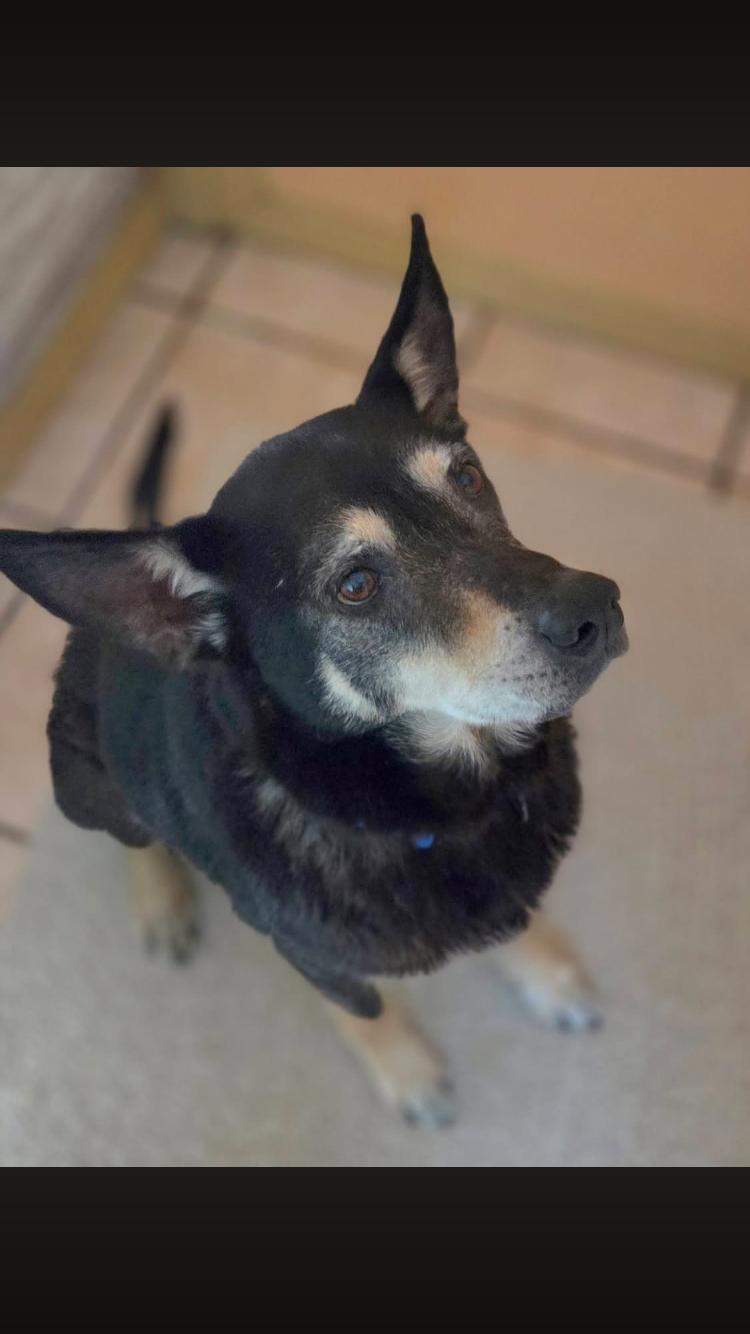 Enlarge Hero, an adopted mixed breed in Arvada, CO image 6/6
