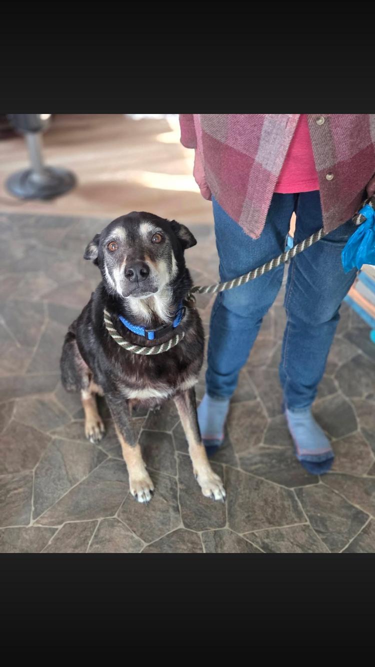 Enlarge Hero, an adopted mixed breed in Arvada, CO image 4/6