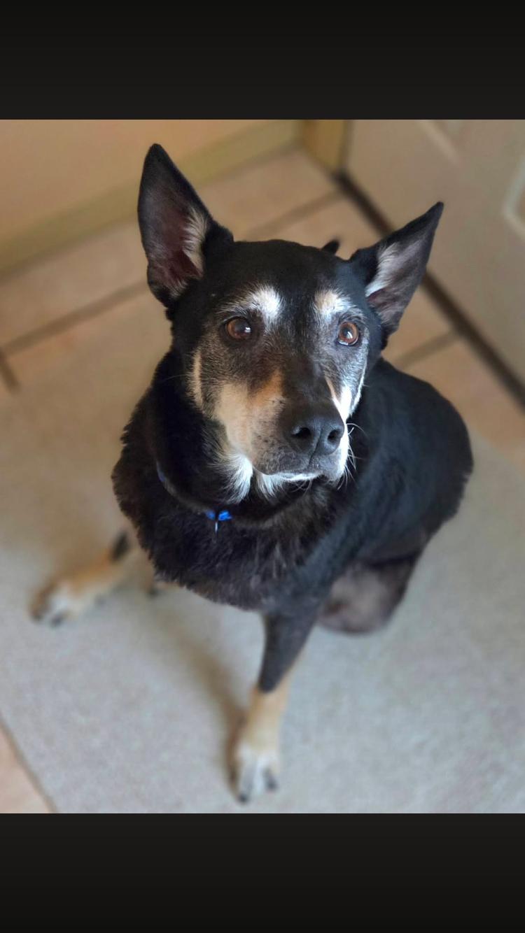 Enlarge Hero, an adopted mixed breed in Arvada, CO image 3/6