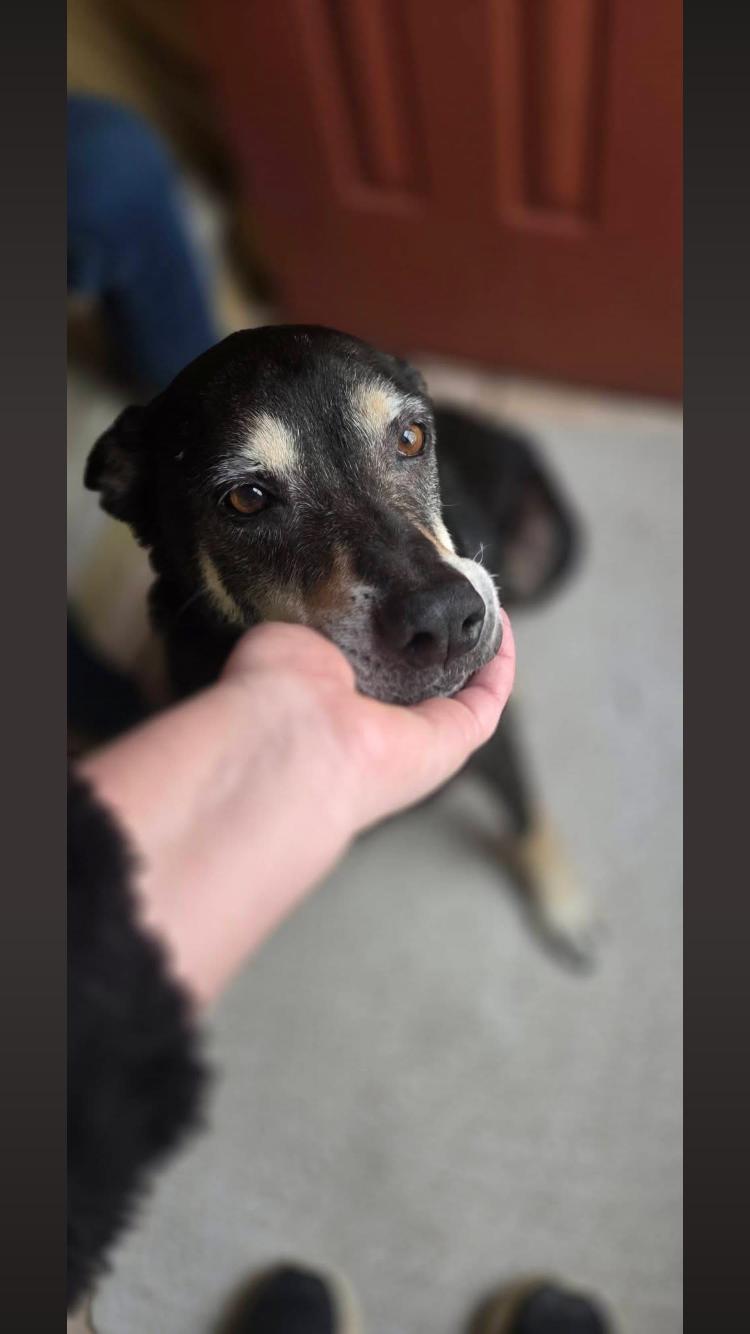 Enlarge Hero, an adopted mixed breed in Arvada, CO image 5/6