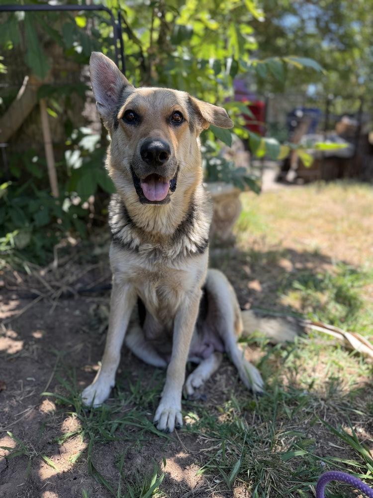 Mama Saphira, Adopted, Adult Female German Shepherd Dog.