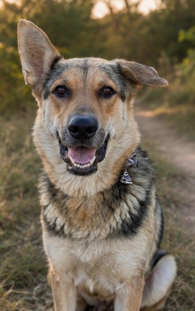 Enlarge Mama Saphira, a Adopted mixed breed in Pleasant Hill, CA image 3/6