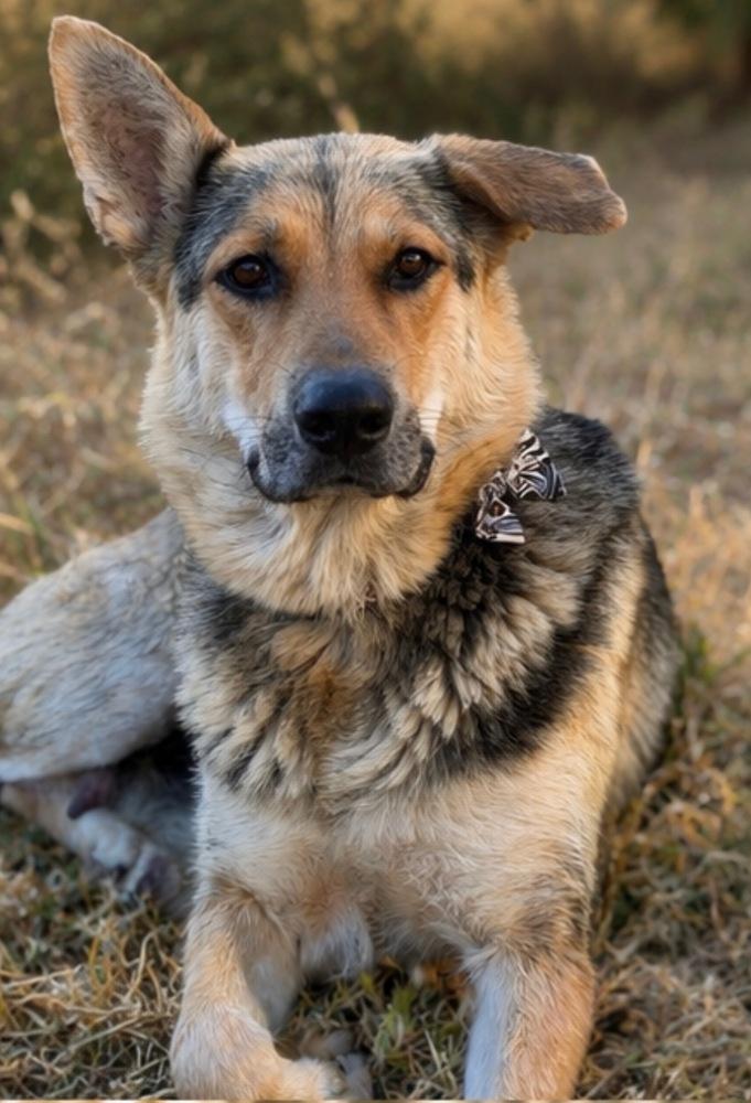 Enlarge Mama Saphira, a Adopted mixed breed in Pleasant Hill, CA image 4/6