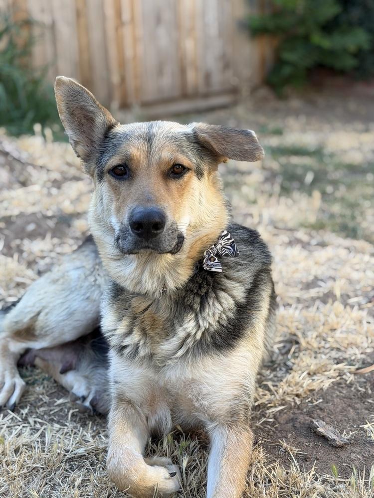 Enlarge Mama Saphira, a Adopted mixed breed in Pleasant Hill, CA image 5/6