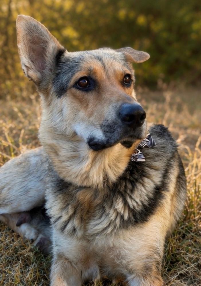 Enlarge Mama Saphira, a Adopted mixed breed in Pleasant Hill, CA image 6/6