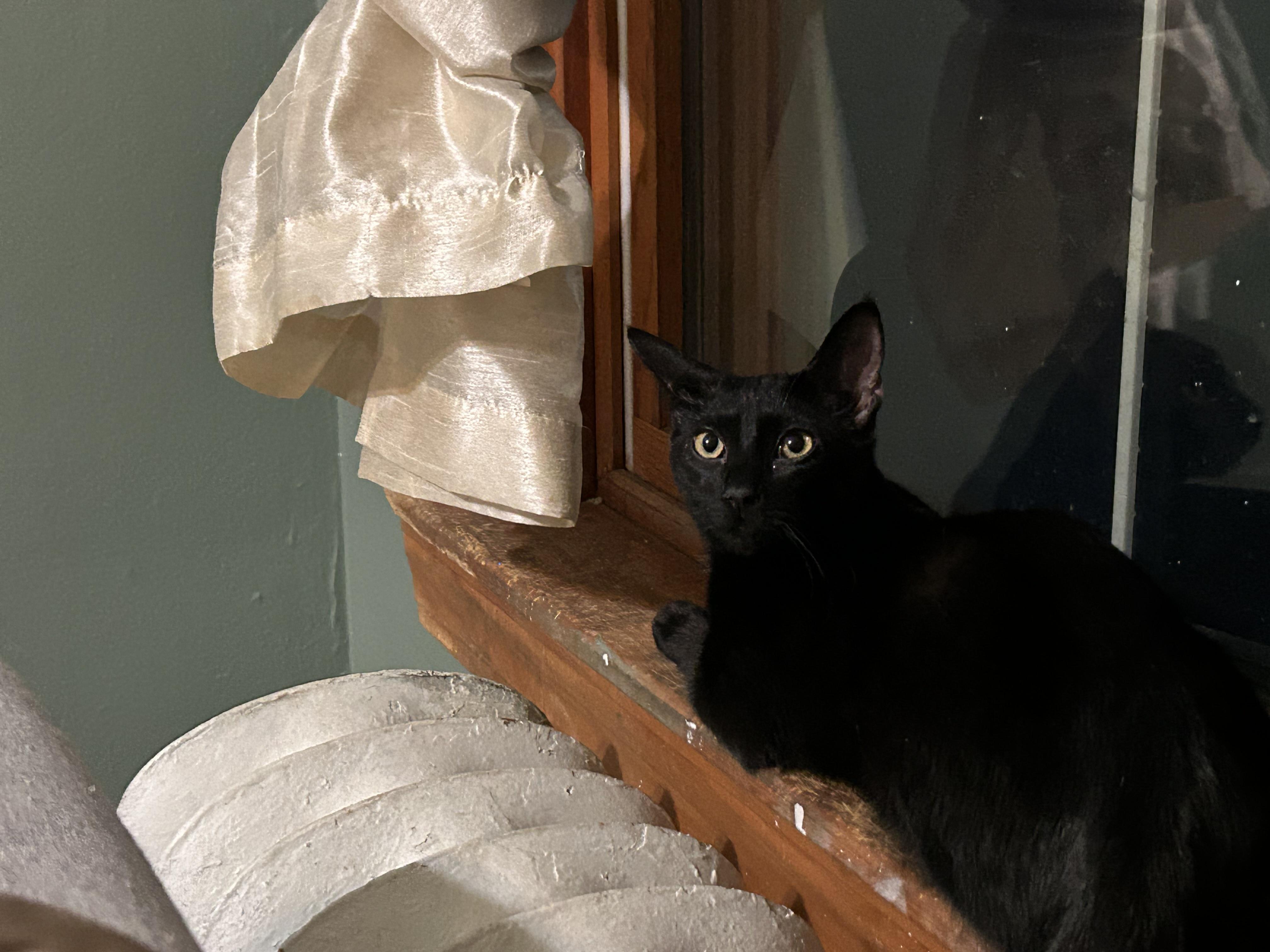 Daisy, ADOPTABLE, Young Female Domestic Short Hair.