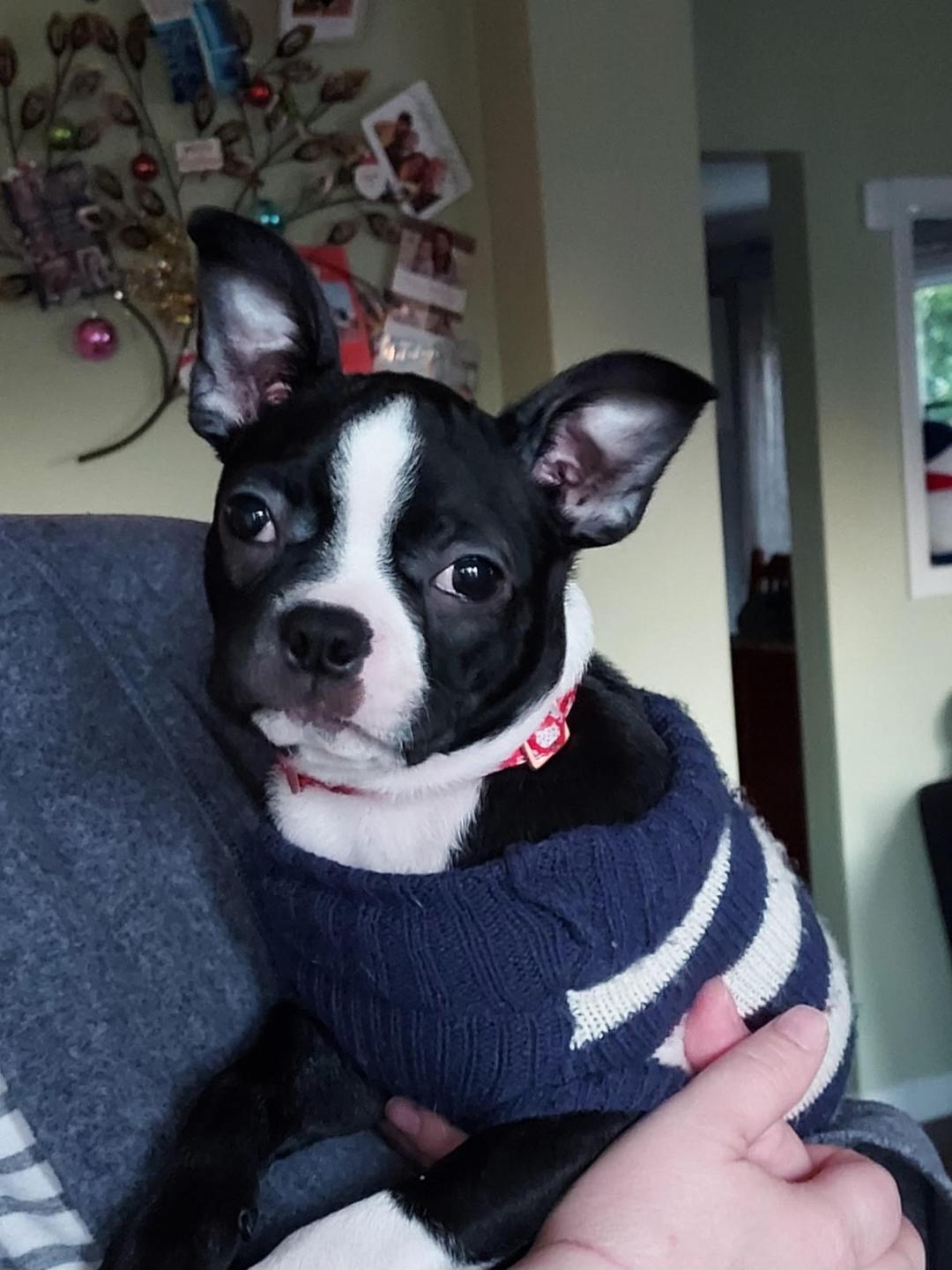 Maggie, adopted, Young Female Boston Terrier.
