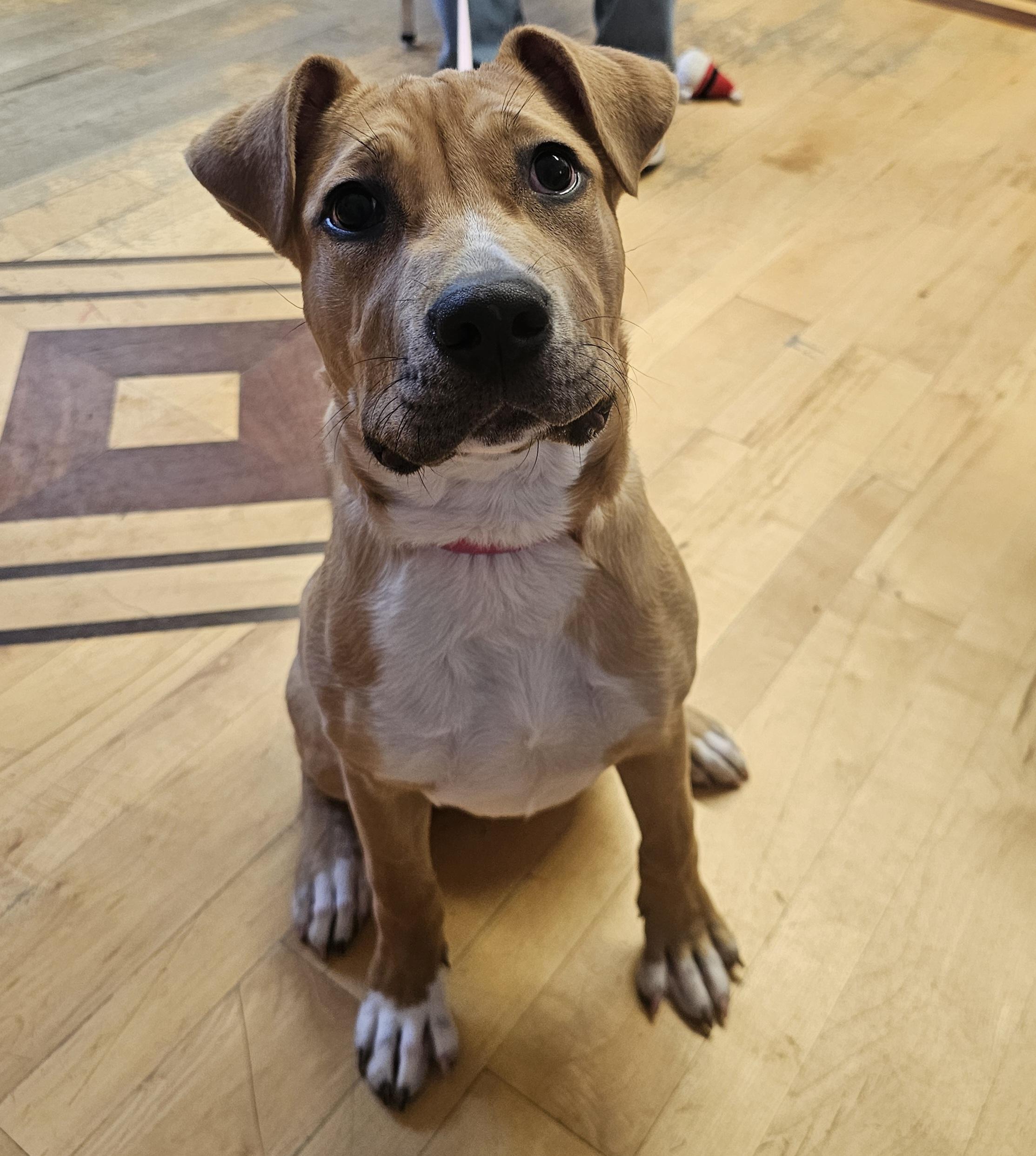 Enlarge Ayla, a ADOPTABLE mixed breed in Monroe, NC image 1/2