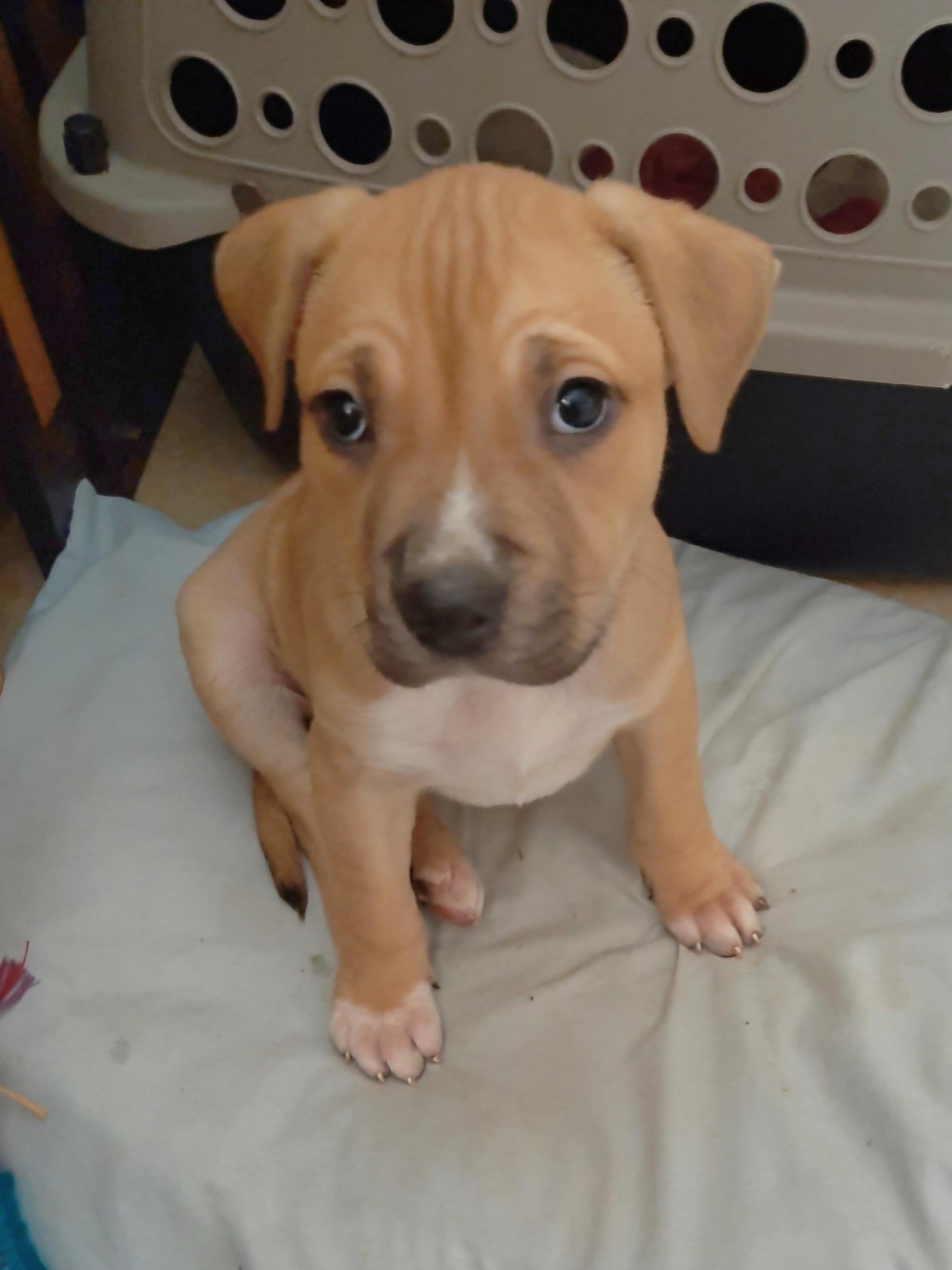 Ayla, ADOPTABLE, Puppy Female Mixed Breed.