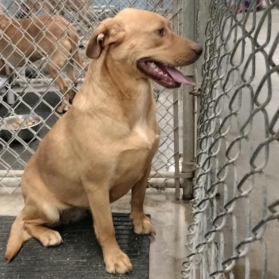 Enlarge Hazel, a Adoptable Mixed Breed in Brooksville, KY image 2/3