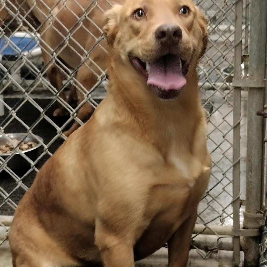 Enlarge Hazel, a Adoptable Mixed Breed in Brooksville, KY image 3/3