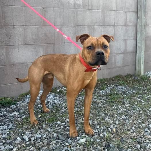 Enlarge Chapo, a Adoptable mixed breed in Murray, KY image 1/1