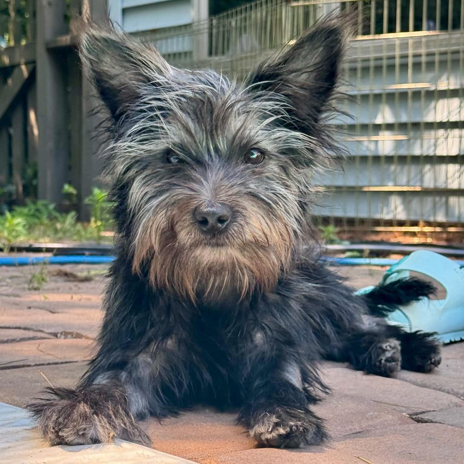 Enlarge Huey, an adopted mixed breed in Elizabethtown, PA image 2/5
