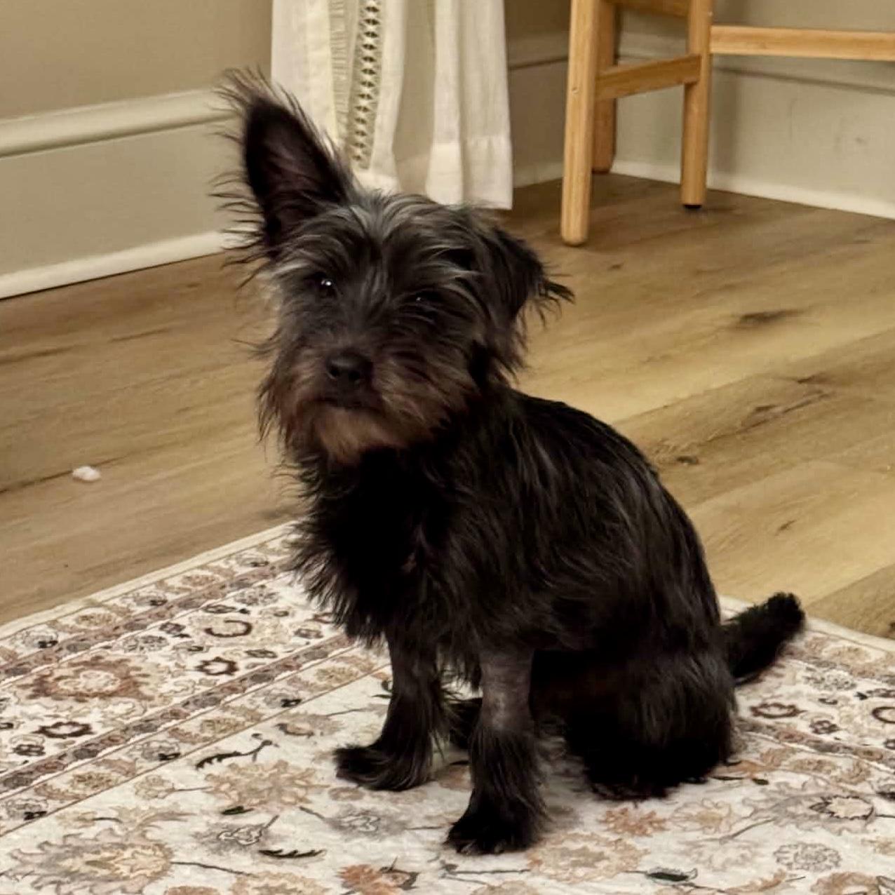Enlarge Huey, an adopted mixed breed in Elizabethtown, PA image 5/5