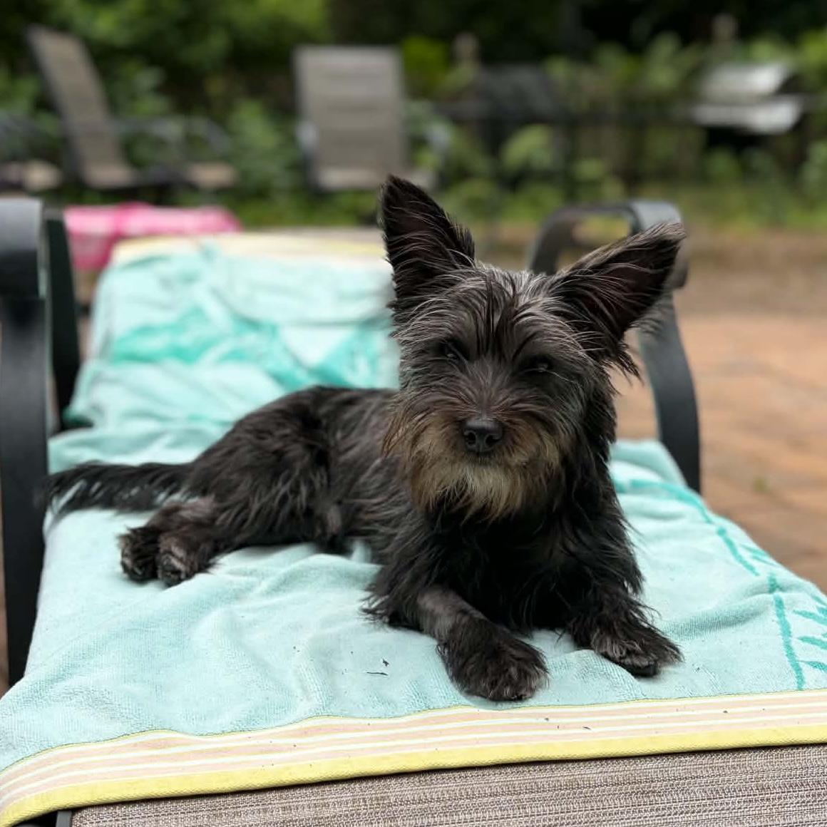 Huey, adopted, Young Male Yorkshire Terrier.