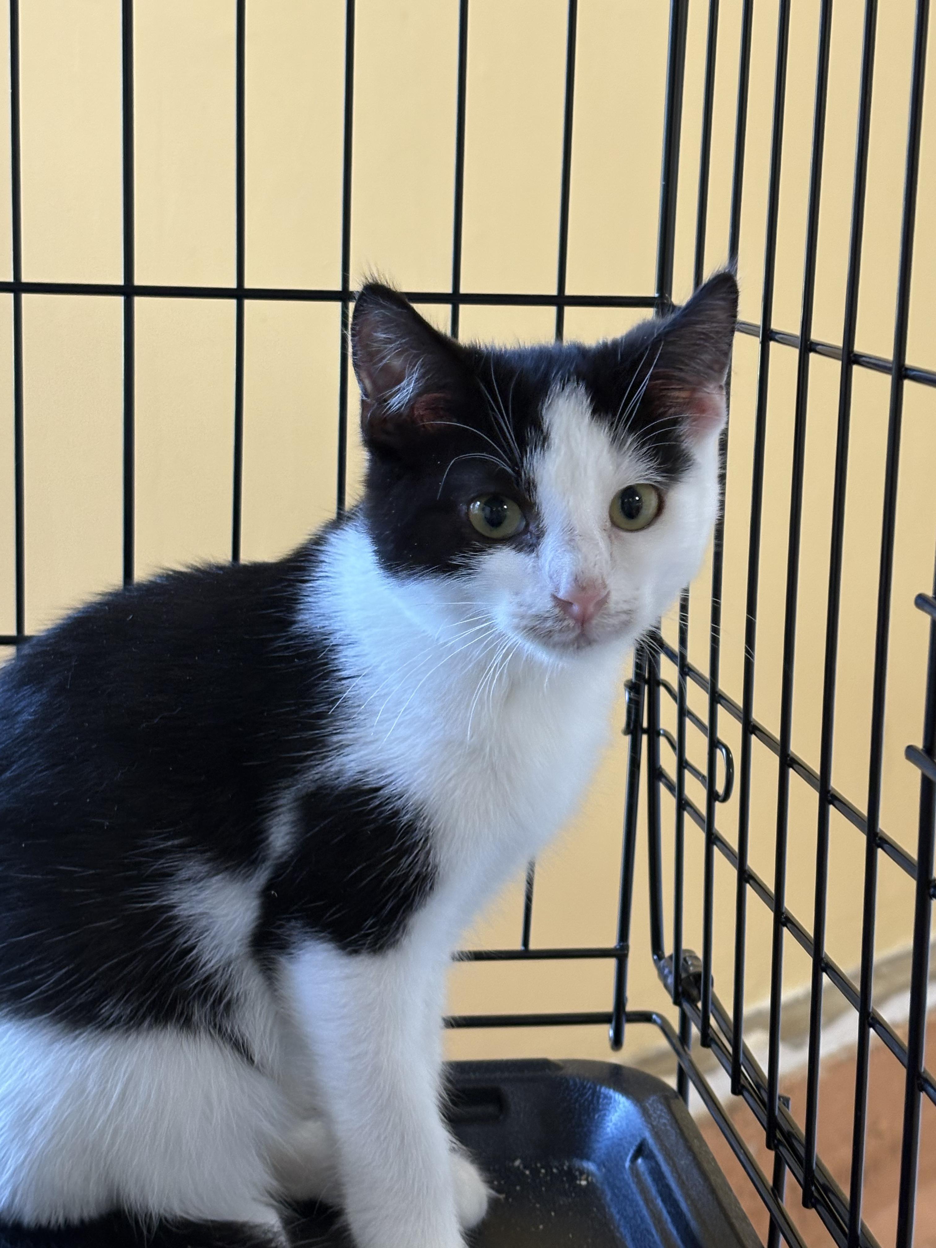 Larry, Adoptable, Kitten Male Tuxedo.
