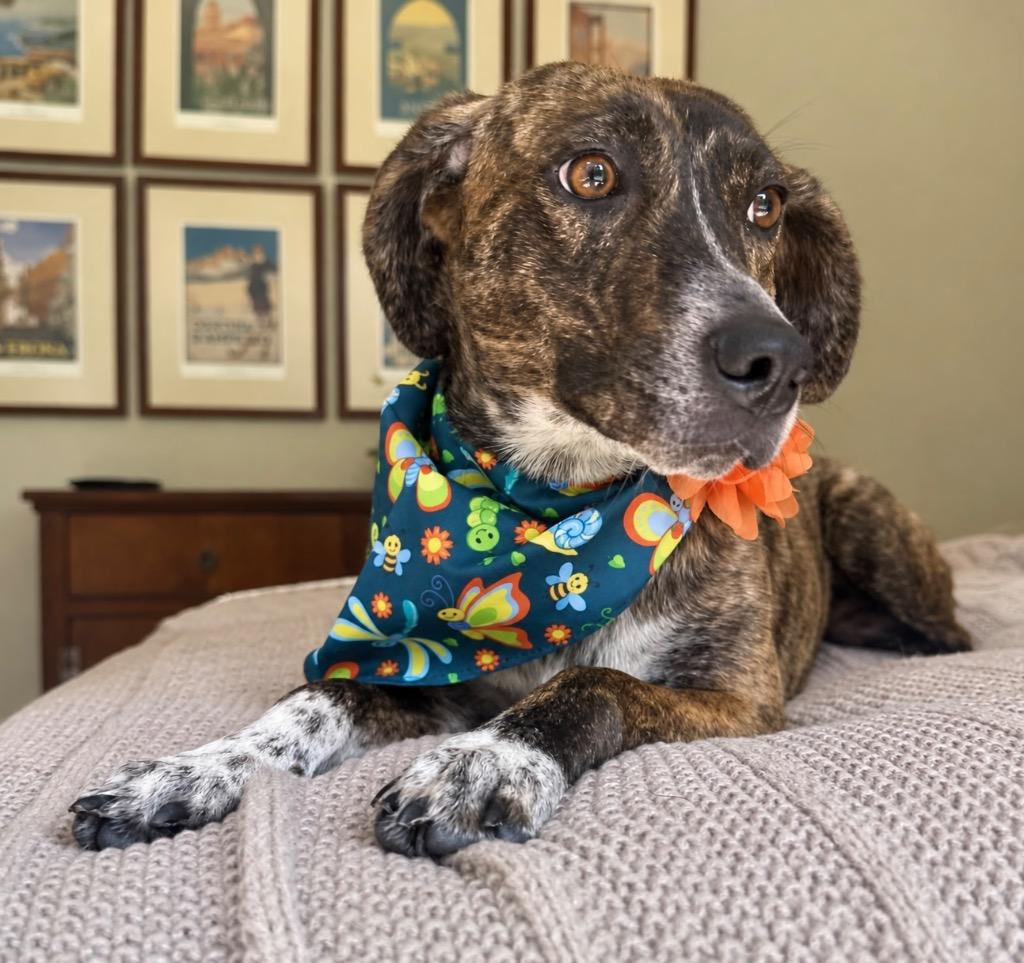 Enlarge Stormy, a Adoptable mixed breed in Princeton, MA image 3/6