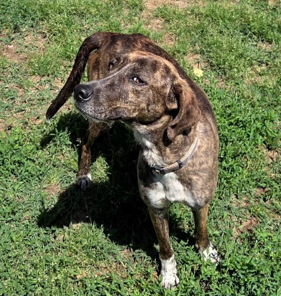 Enlarge Stormy, a Adoptable mixed breed in Princeton, MA image 4/6