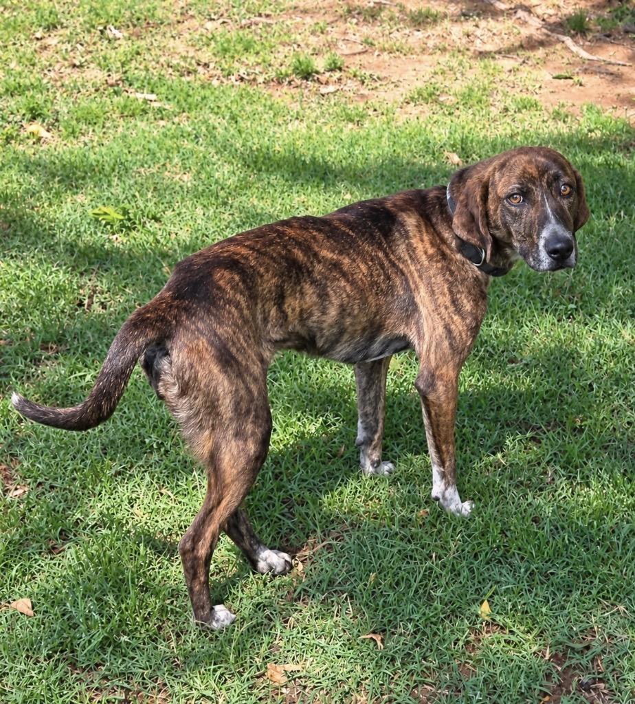 Enlarge Stormy, a Adoptable mixed breed in Princeton, MA image 5/6
