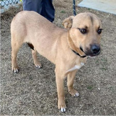 Enlarge GROVER  Available NOW - ADOPTION or RESCUE!, a Adoptable Mixed Breed in Nashville, NC image 1/2