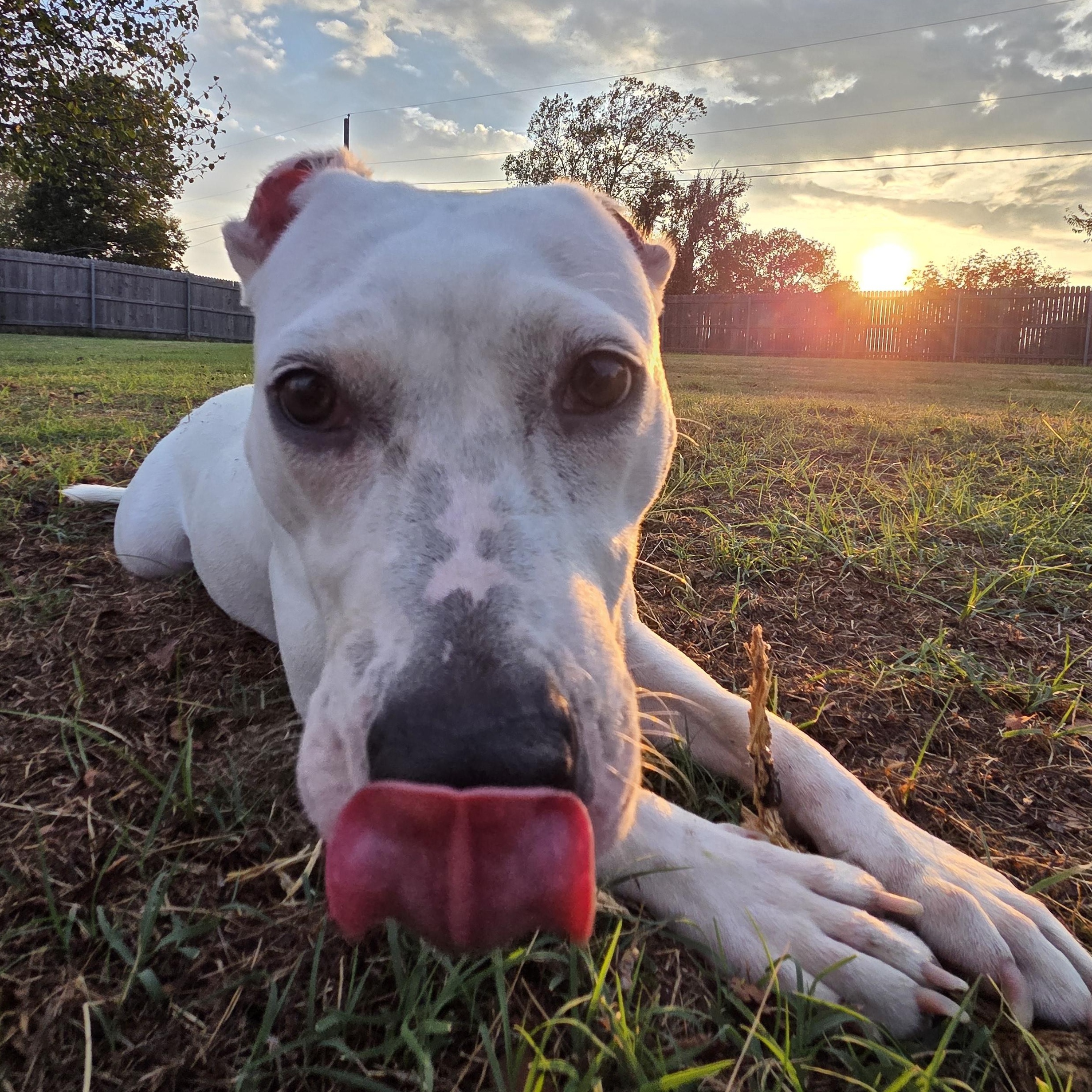 Jinx, Adoptable, Young Female Dogo Argentino.