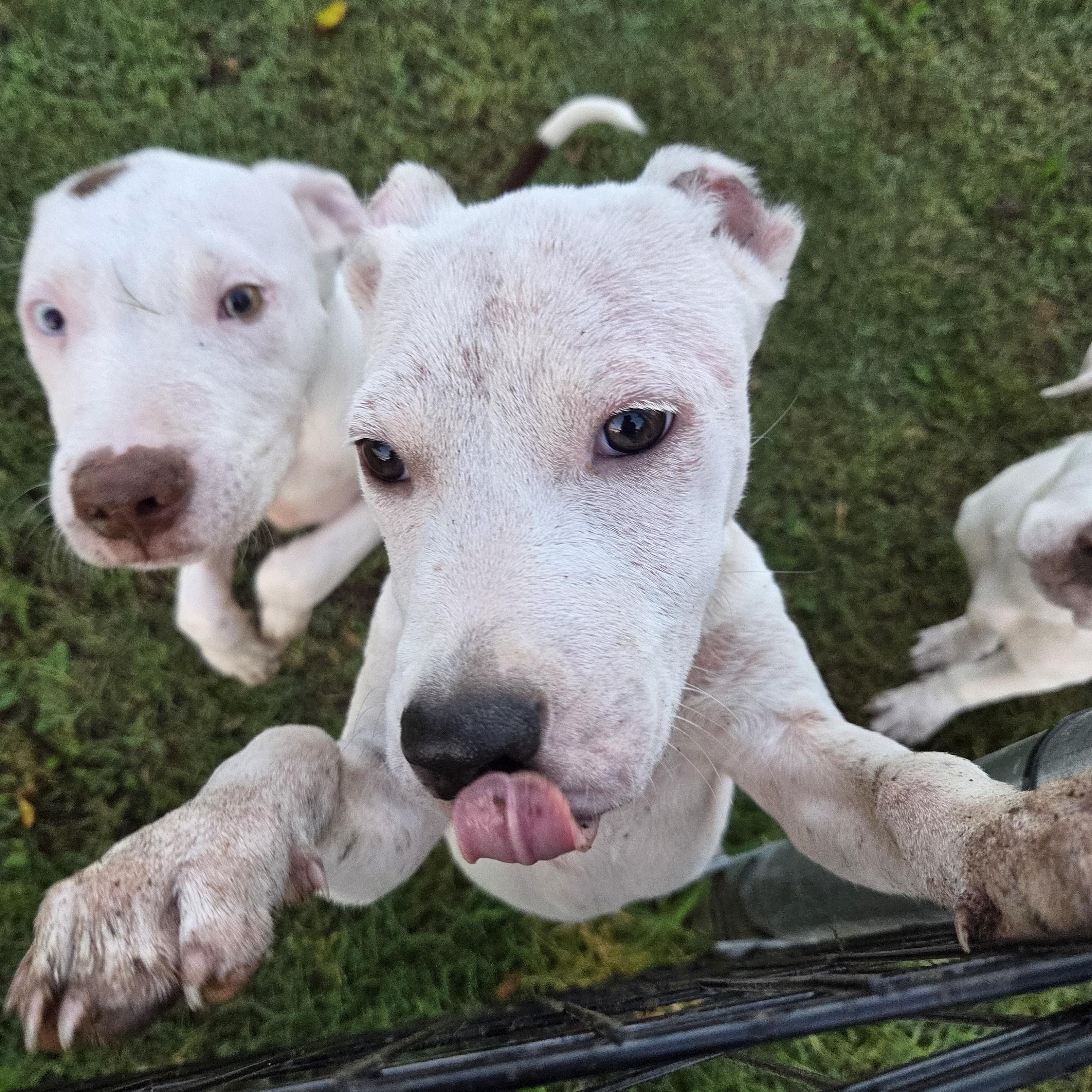 Jinx, ADOPTABLE, Young Female Pit Bull Terrier.