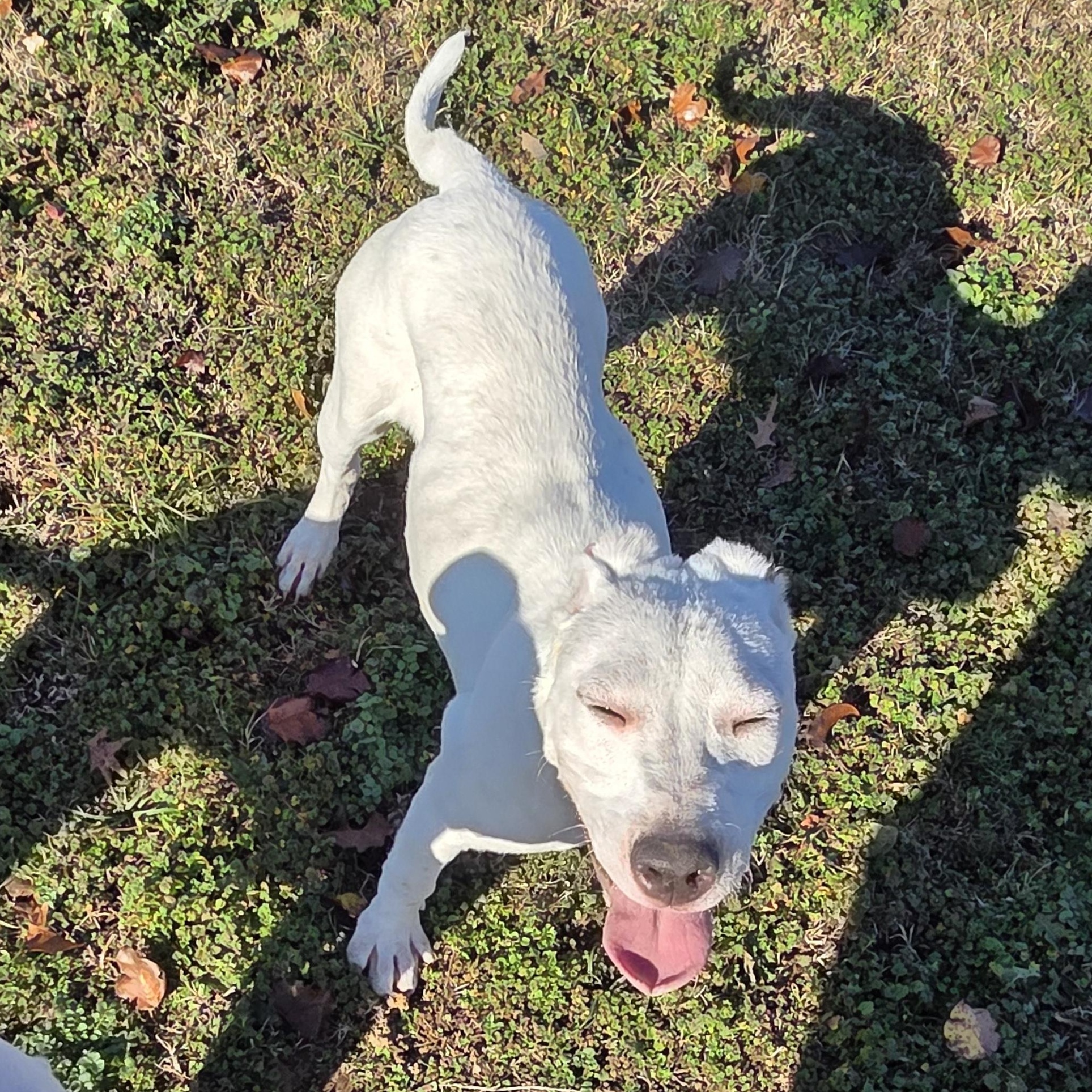 Enlarge Jinx, a ADOPTABLE mixed breed in Owasso, OK image 2/3