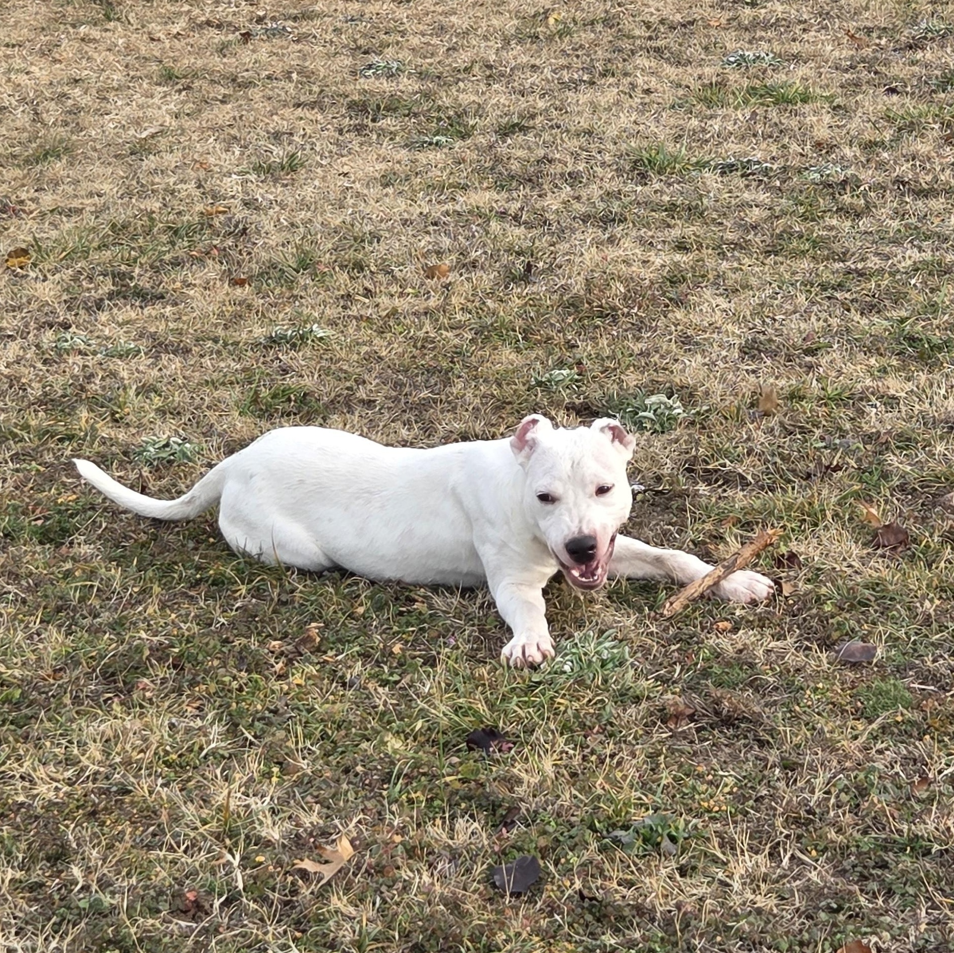 Enlarge Jinx, a ADOPTABLE mixed breed in Owasso, OK image 3/3