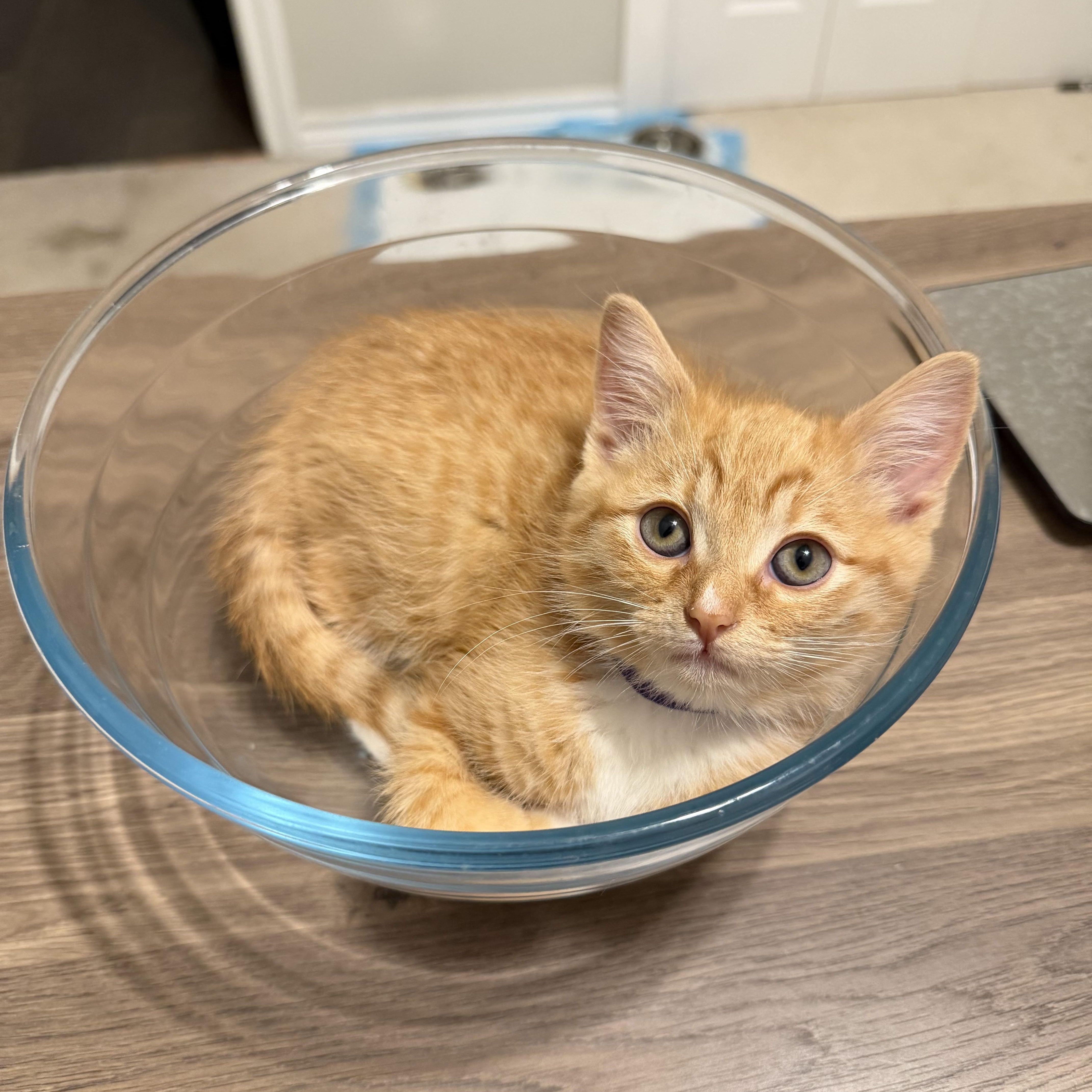 Enlarge Mothman, an adopted Domestic Short Hair in Bryan, TX image 1/4