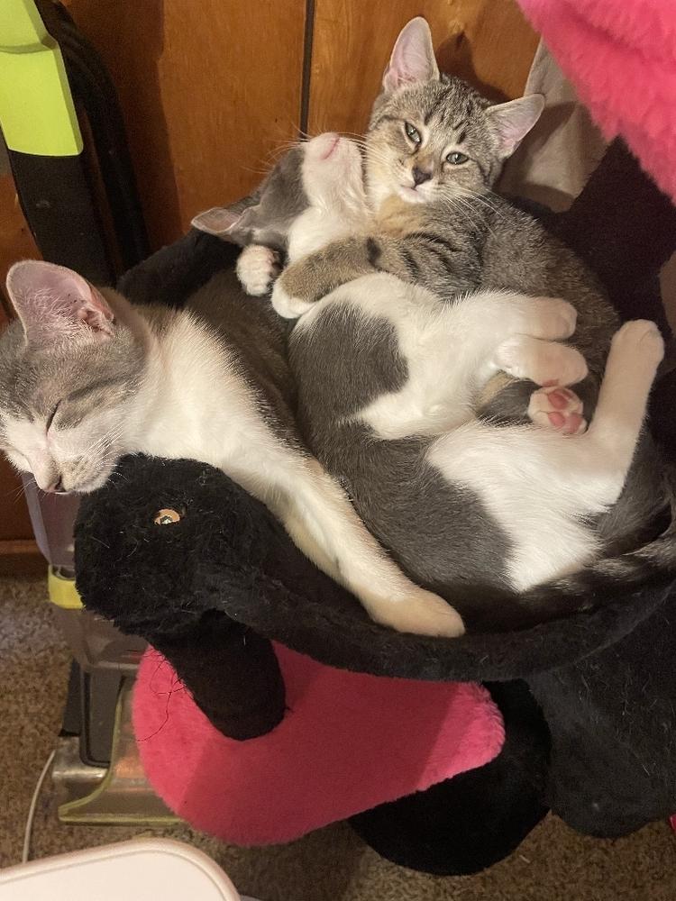 Enlarge Chip, a Adoptable Domestic Short Hair in Kannapolis, NC image 2/6